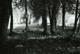trees in black and white; a new life in film