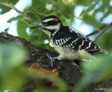 hairy in habitat