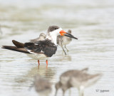 immature black skimmer