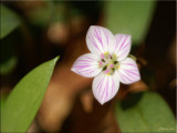 Spring Beauty