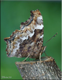 Compton Tortoiseshell - Ventral