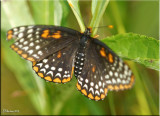 Baltimore Checkerspot