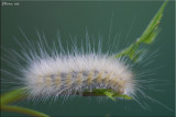 Spilosoma virginica - Virginian Tiger Moth - Hodges#8137