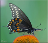 Black Swallowtail Female Ventral