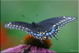 Black Swallowtail Female Dorsal