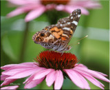 American Lady on Echinacea