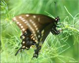 Black Swallowtail Laying Eggs