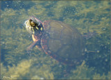 Baby Painted Turtle