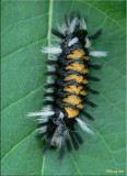 Euchaetes egle - Milkweed Tussock Moth - Hodges#8238