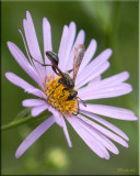 Thread-waisted Wasp on Aster