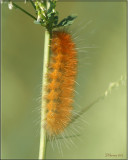 Spilosoma virginica - Virginian Tiger Moth - Hodges#8137