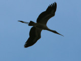 A Stork overhead