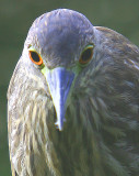 the very immature Black-Crowned Night Herons Close-Up !