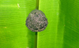 37 - Bees on a leaf.jpg