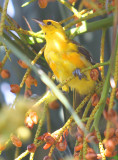 The Oriel still chowing on Palm Berries!