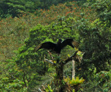 Vulture in Tree
