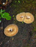 Fungi growing on tree trunk.