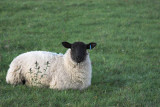 IMG_sheeppd.jpg