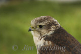 Kestrel