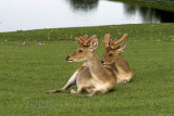 Deer