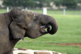 Baby Indian Elephant
