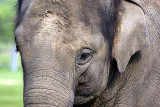 Indian Elephant
