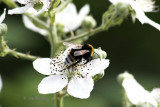 Bumble bee on blackberry flower