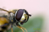 Hover-fly