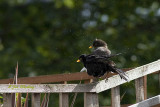 Blackbirds drying after a bath