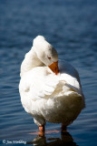 White goose