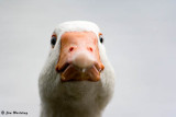 White goose