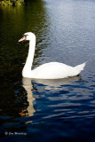 Mute Swan
