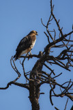 Red-Tailed Hawk (2479)