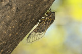 Cicada (1234)