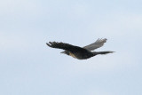3128 Flying Raven