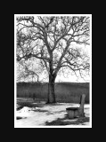 Tree and Brench - BW.jpg
