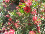 26 november Small Callistemon