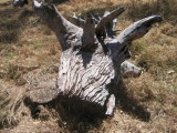 8 december A stump