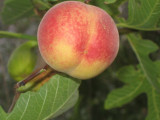 10 december peach