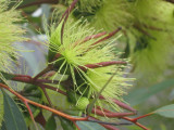 27 december Mistletoes