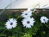 24 march Daisies