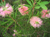A closer look at  the pink callistemon