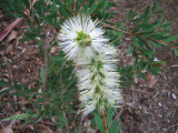 White callistemon in a different view