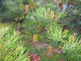 4 july Banksia revisited