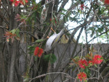 29 september Noisy Miner in the Callistomon tree