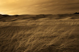 DSC_8777_sepia