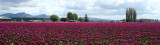 Skagit Tulip 135.jpg