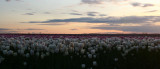 Tulip in Sunset 023.jpg