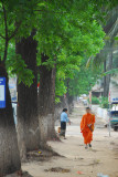 Monk and Trees in Vientiane