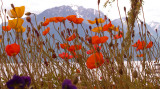 Swiss Poppies_2.jpg
